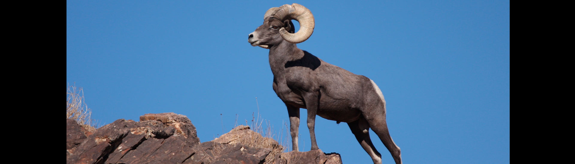 cimarron